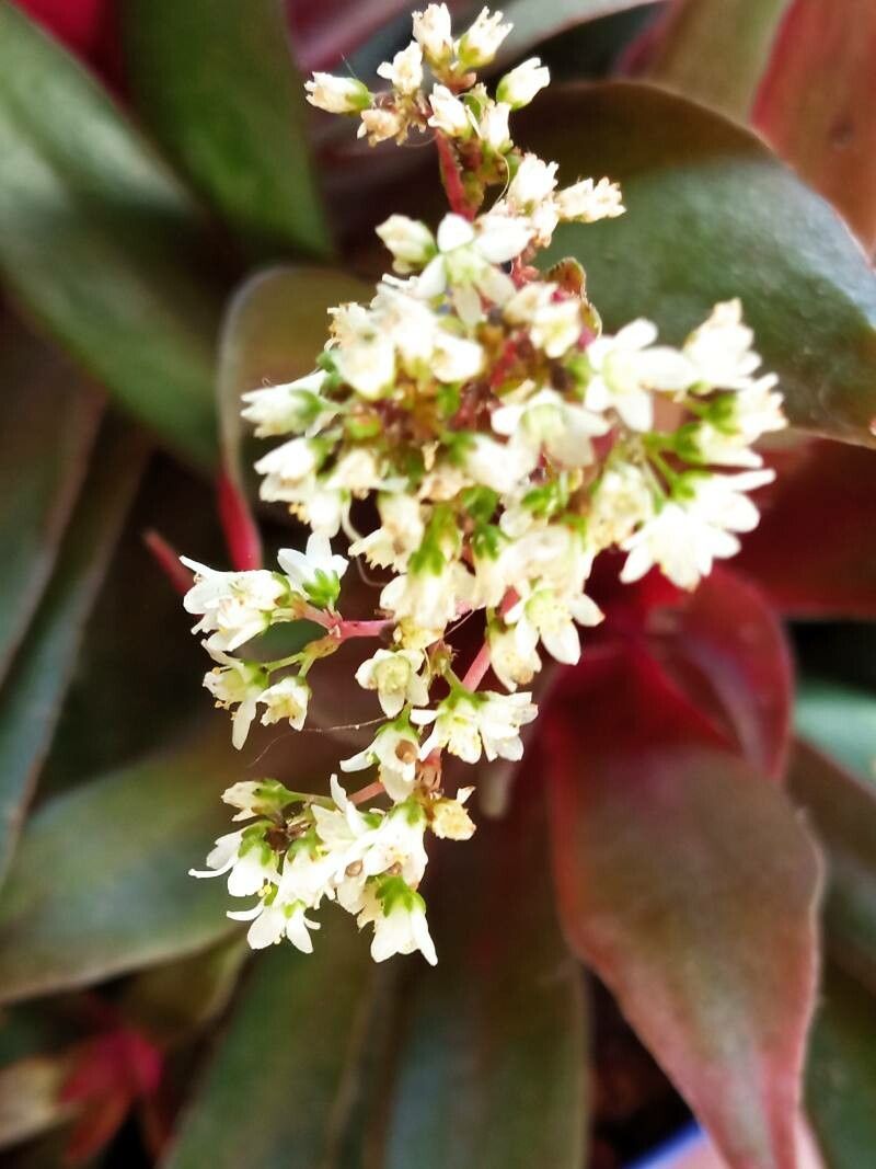 Crassula orbicularis bark