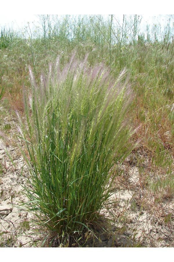 Elymus elymoides habit