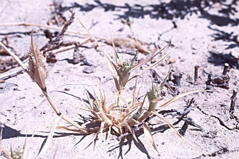 Sporobolus niliacus — houseplant care guide