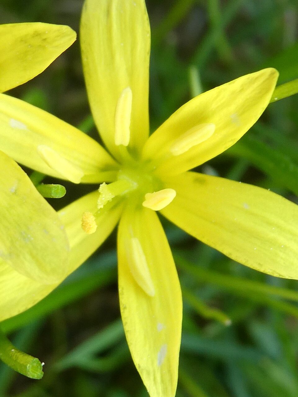 Gagea fragifera flower