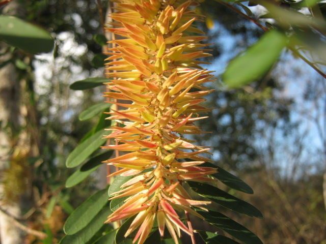 Alvaradoa amorphoides flower