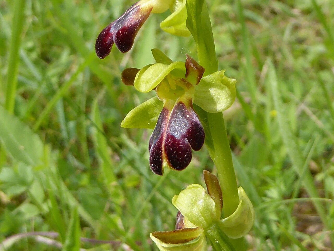 Ophrys sulcata bark