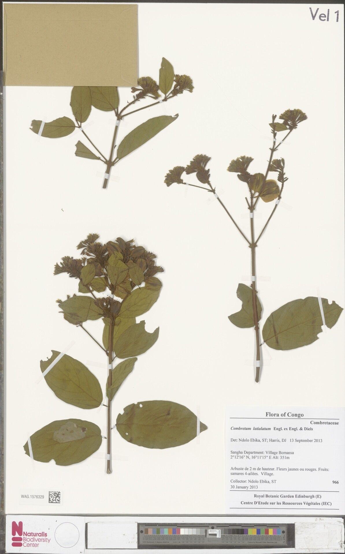 Combretum latialatum — houseplant care guide