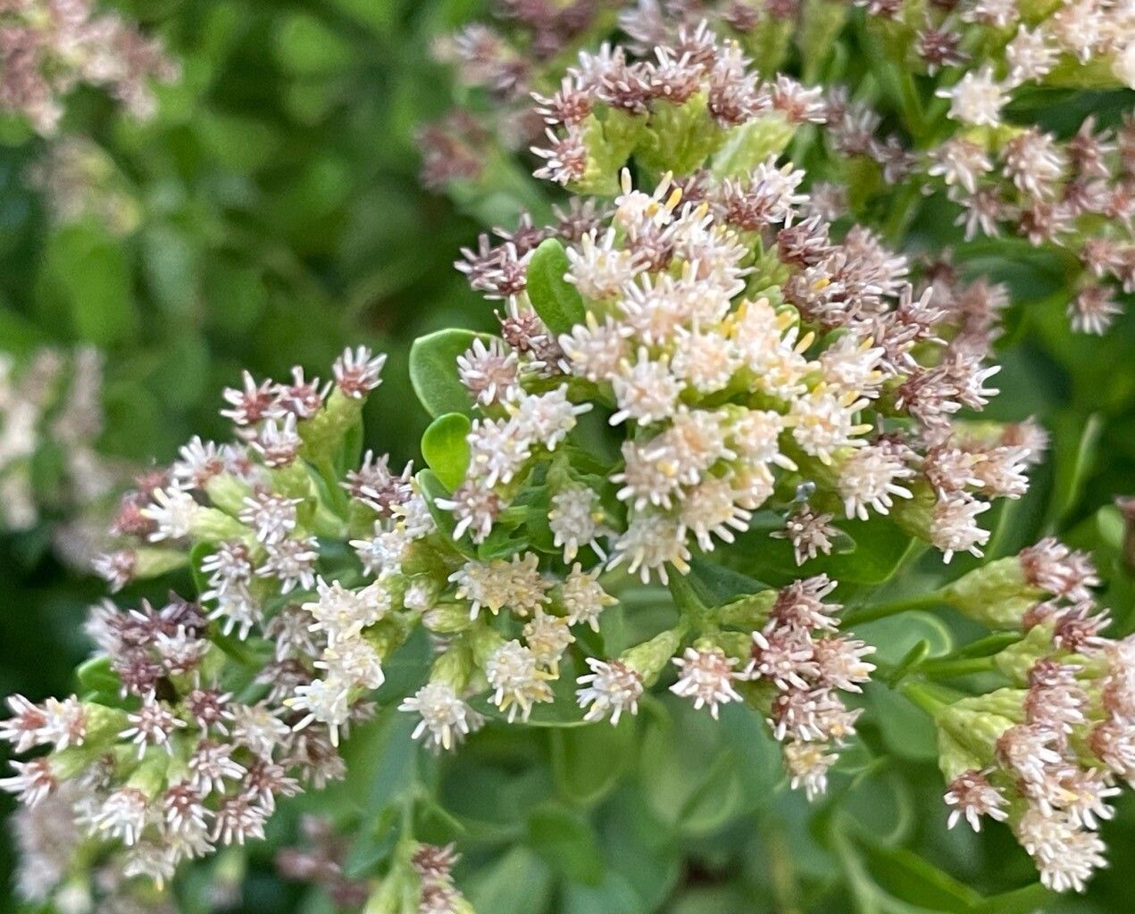 Baccharis dioica flower