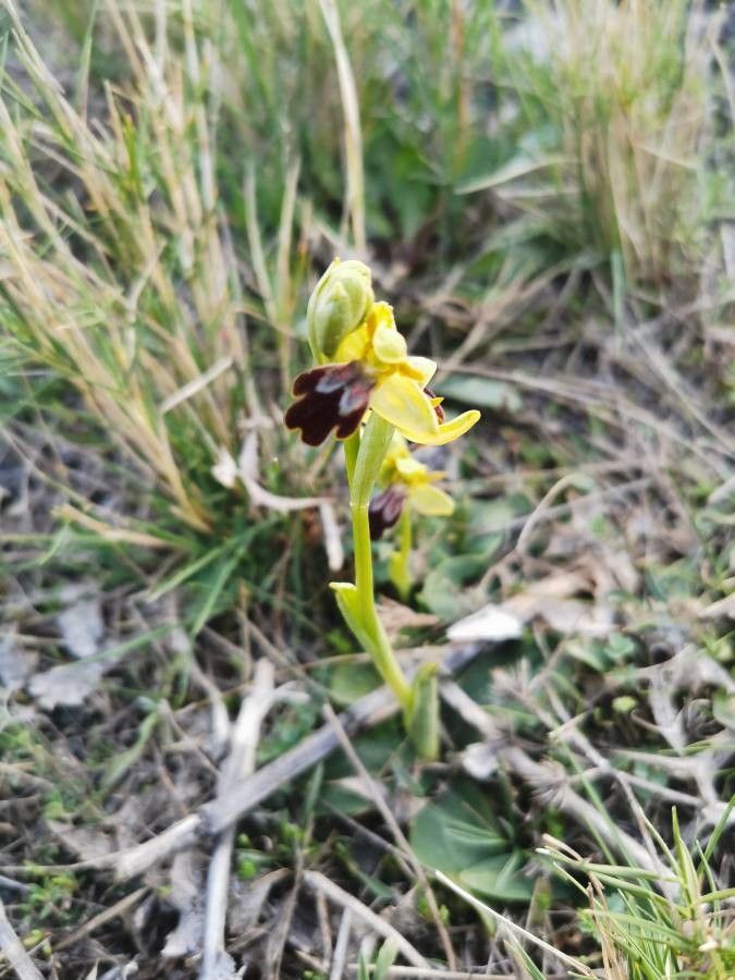 Ophrys fusca flower