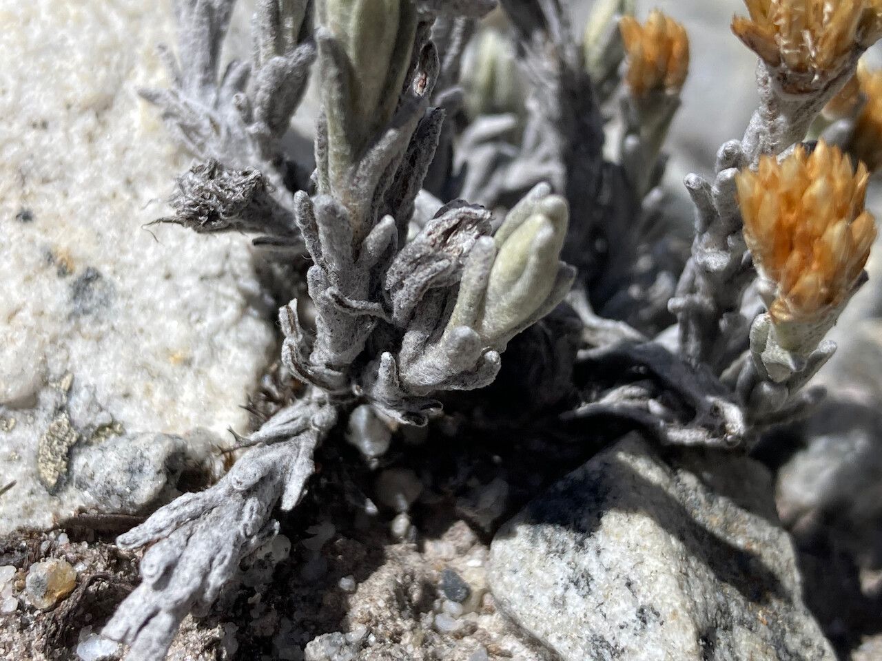 Achyrocline lehmannii — related species from the same genus