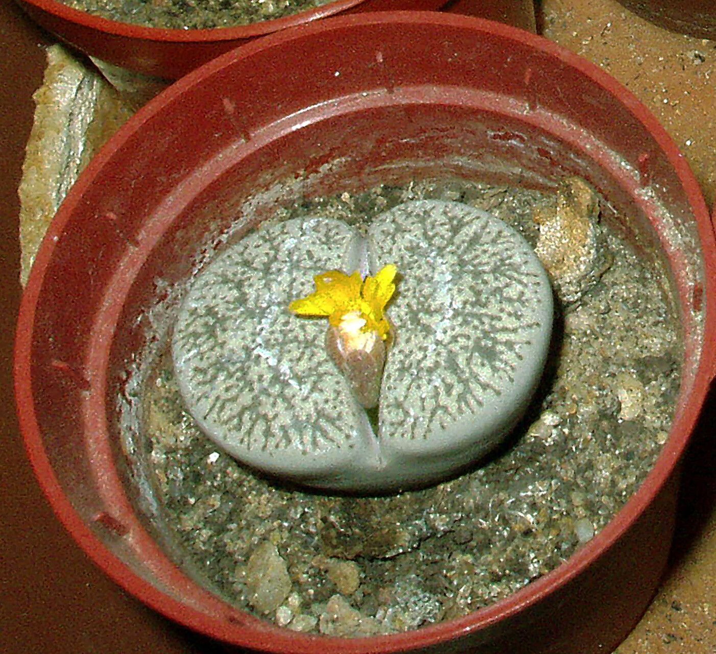 Lithops localis leaf