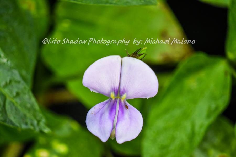 Vigna frutescens flower