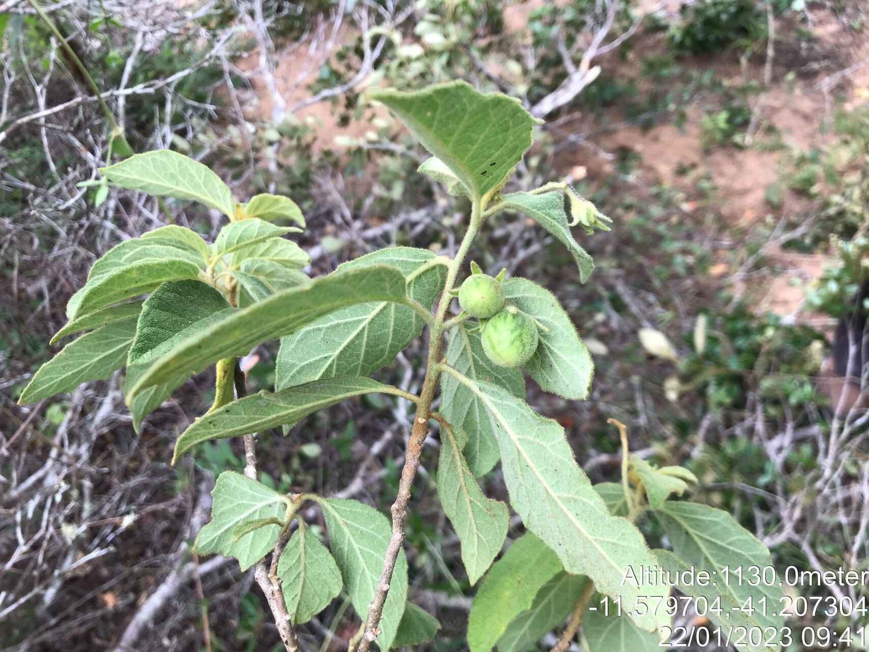 Solanum megalonyx habit