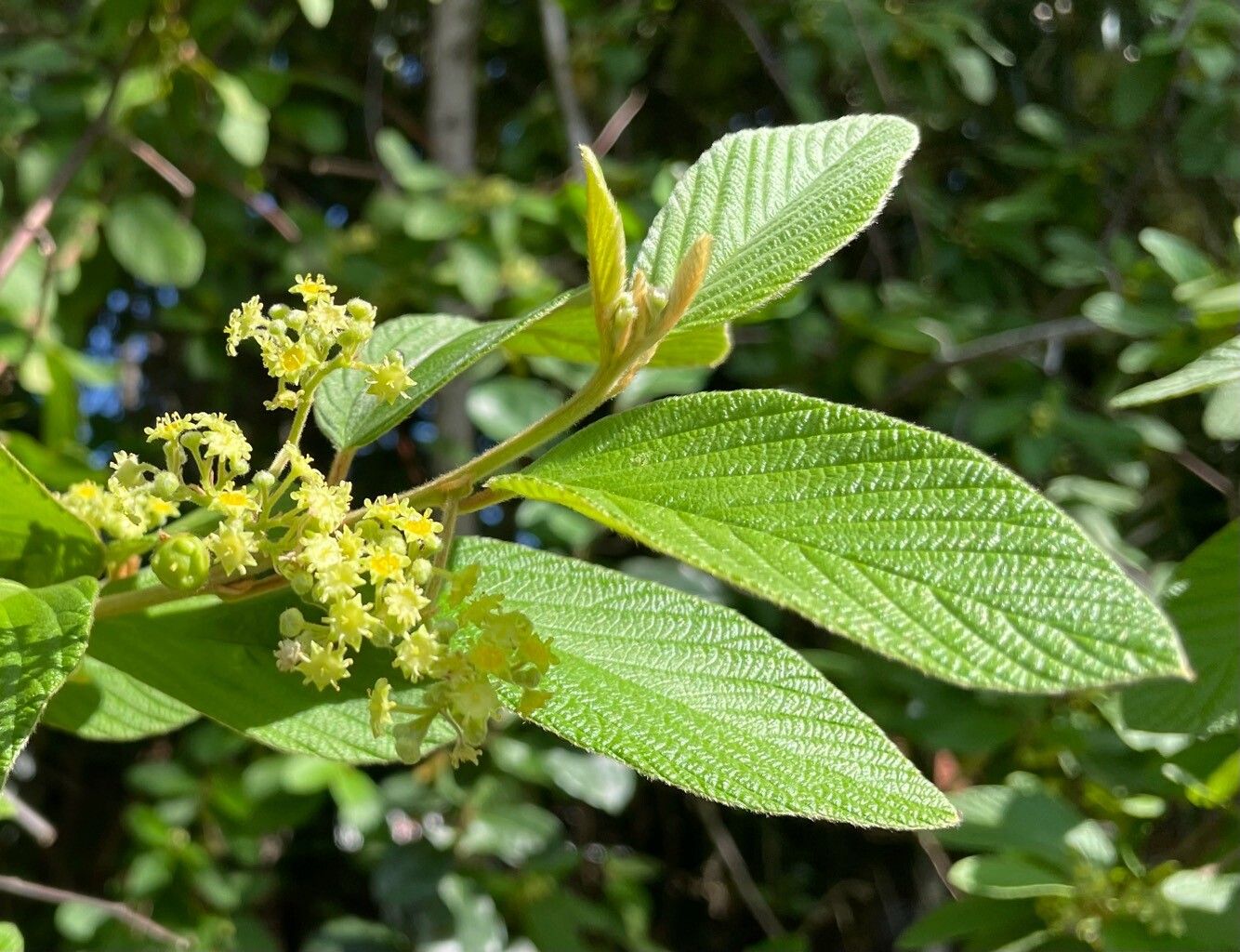 Colubrina cubensis — related species from the same genus
