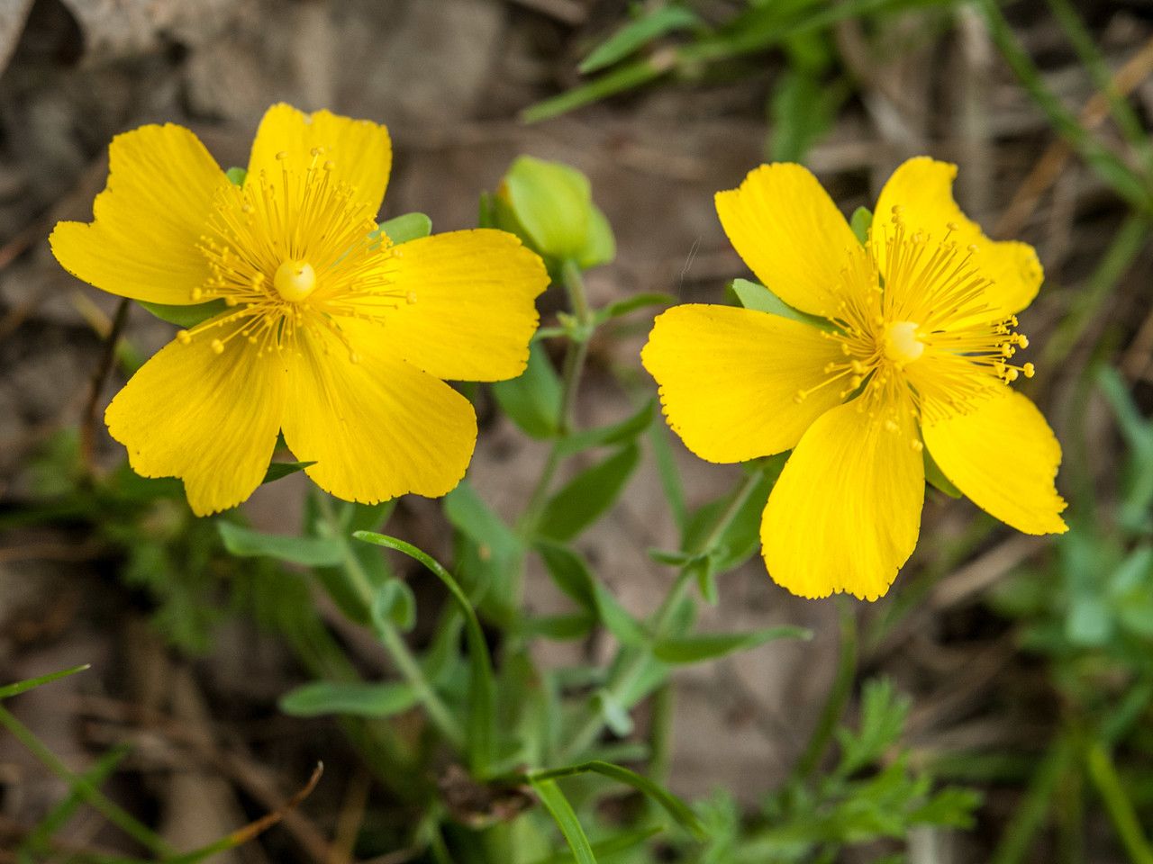 Hypericum cerastioides flower