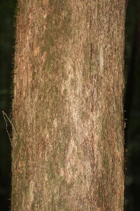 Mouriri crassifolia bark