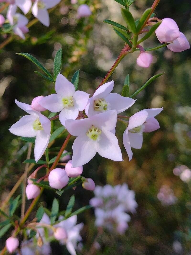 Boronia floribunda flower