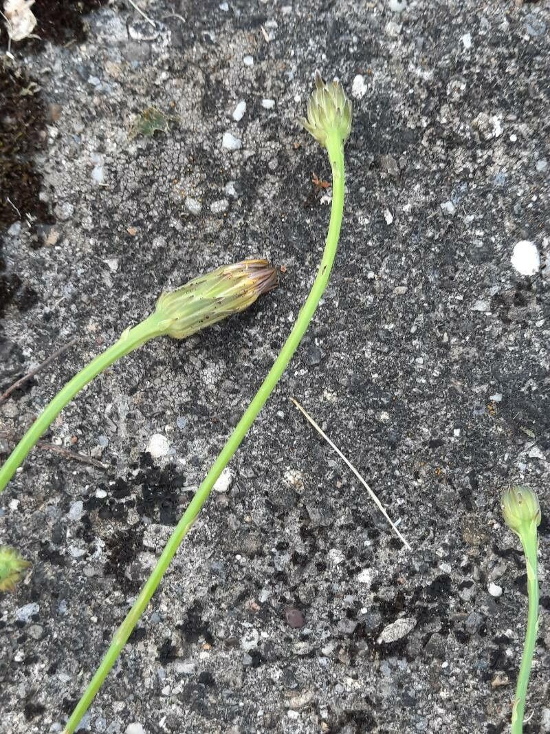 Hypochaeris radiata fruit