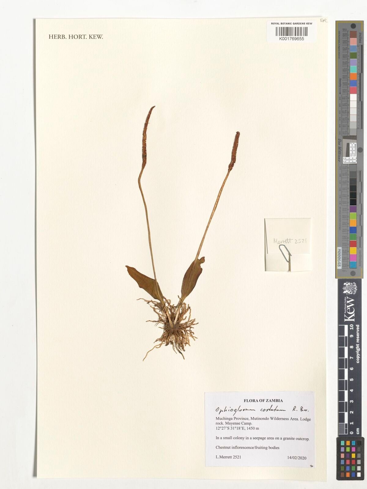 Ophioglossum costatum — related species from the same genus