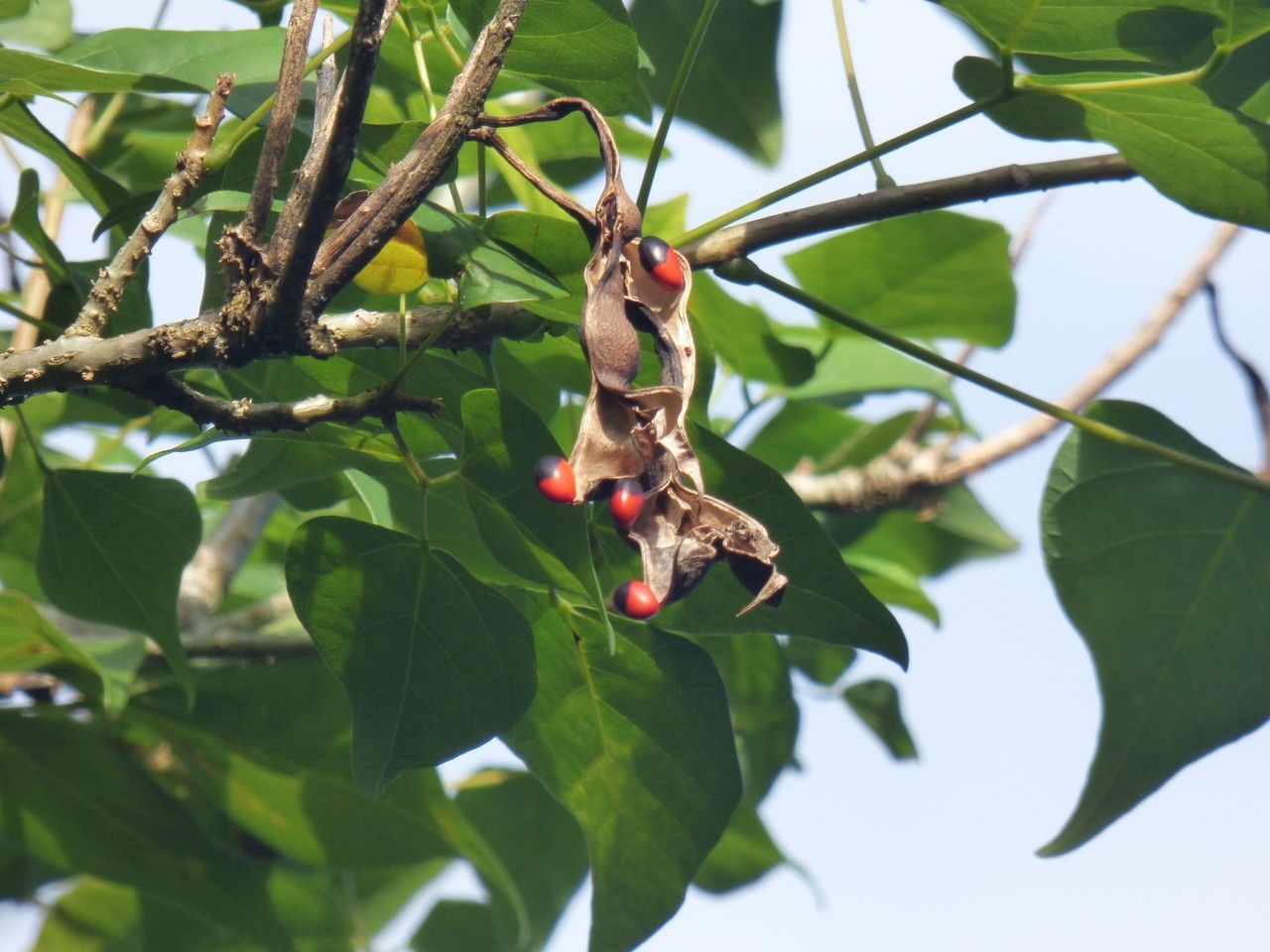 Erythrina amazonica fruit