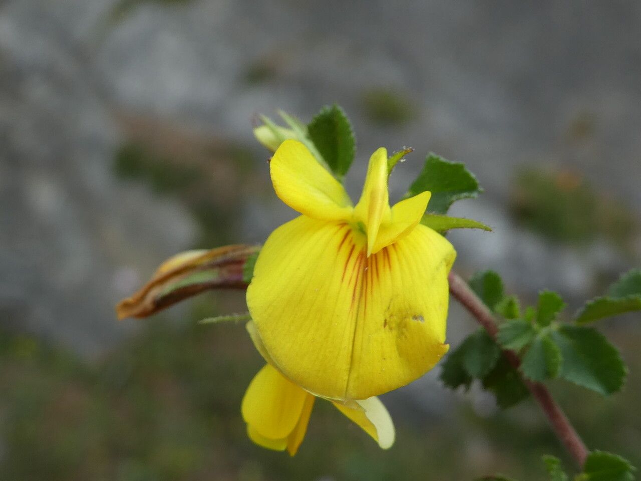 Ononis striata flower