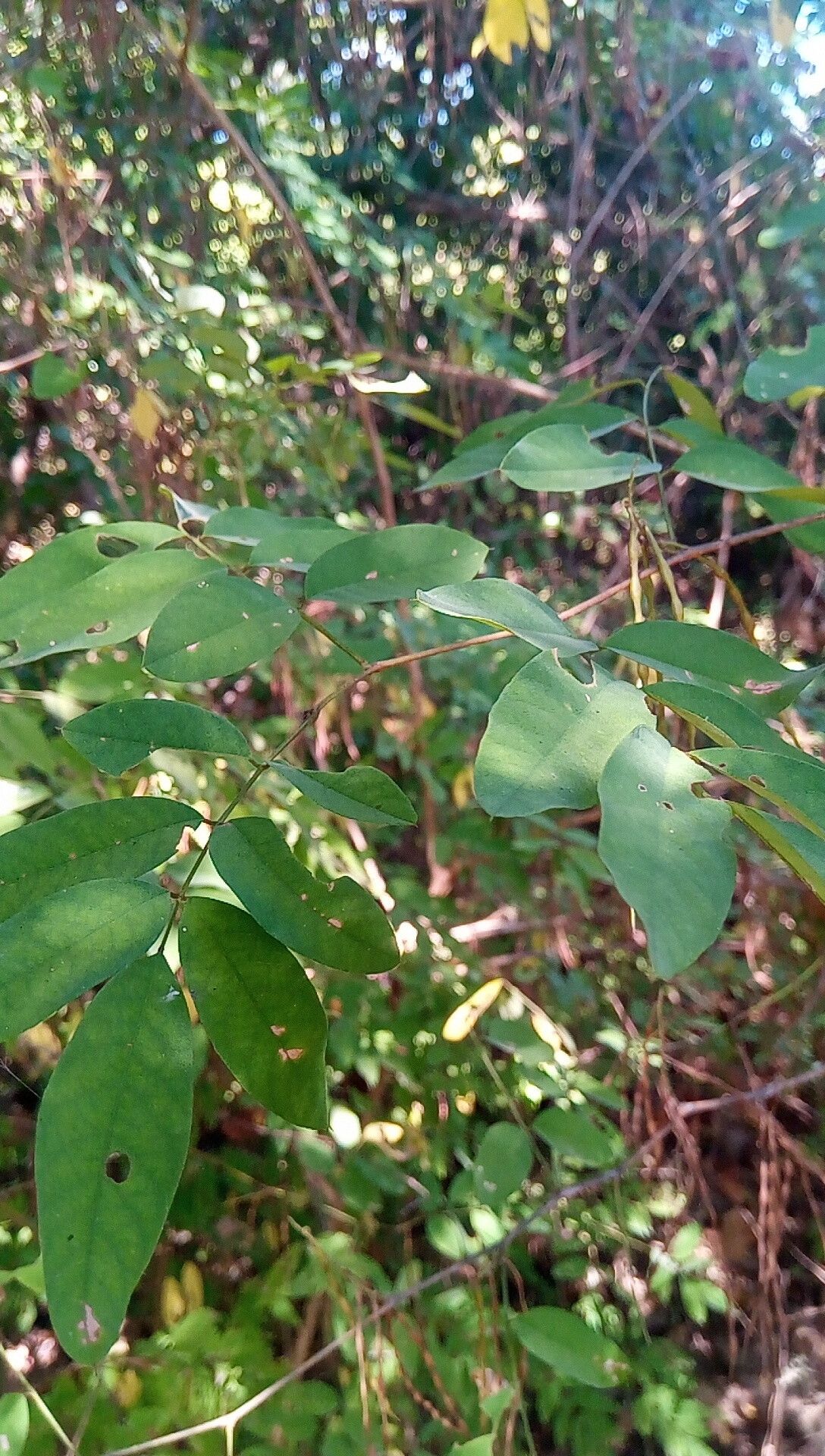 Indigofera ormocarpoides — search result for 'Indigofera'
