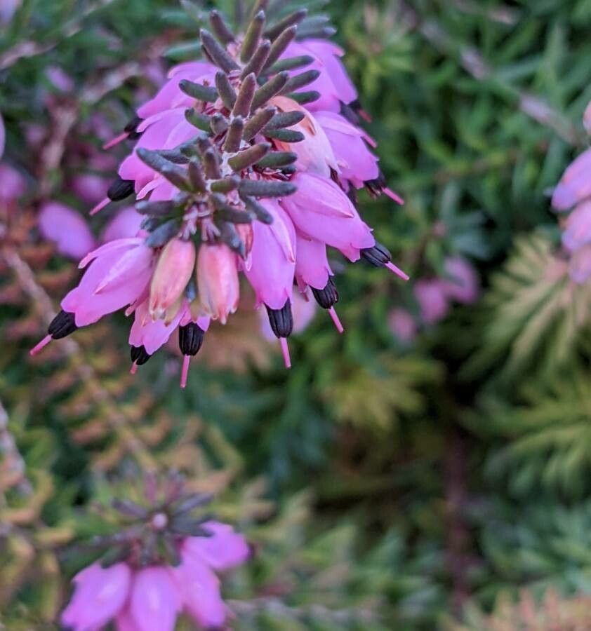 Erica carnea flower