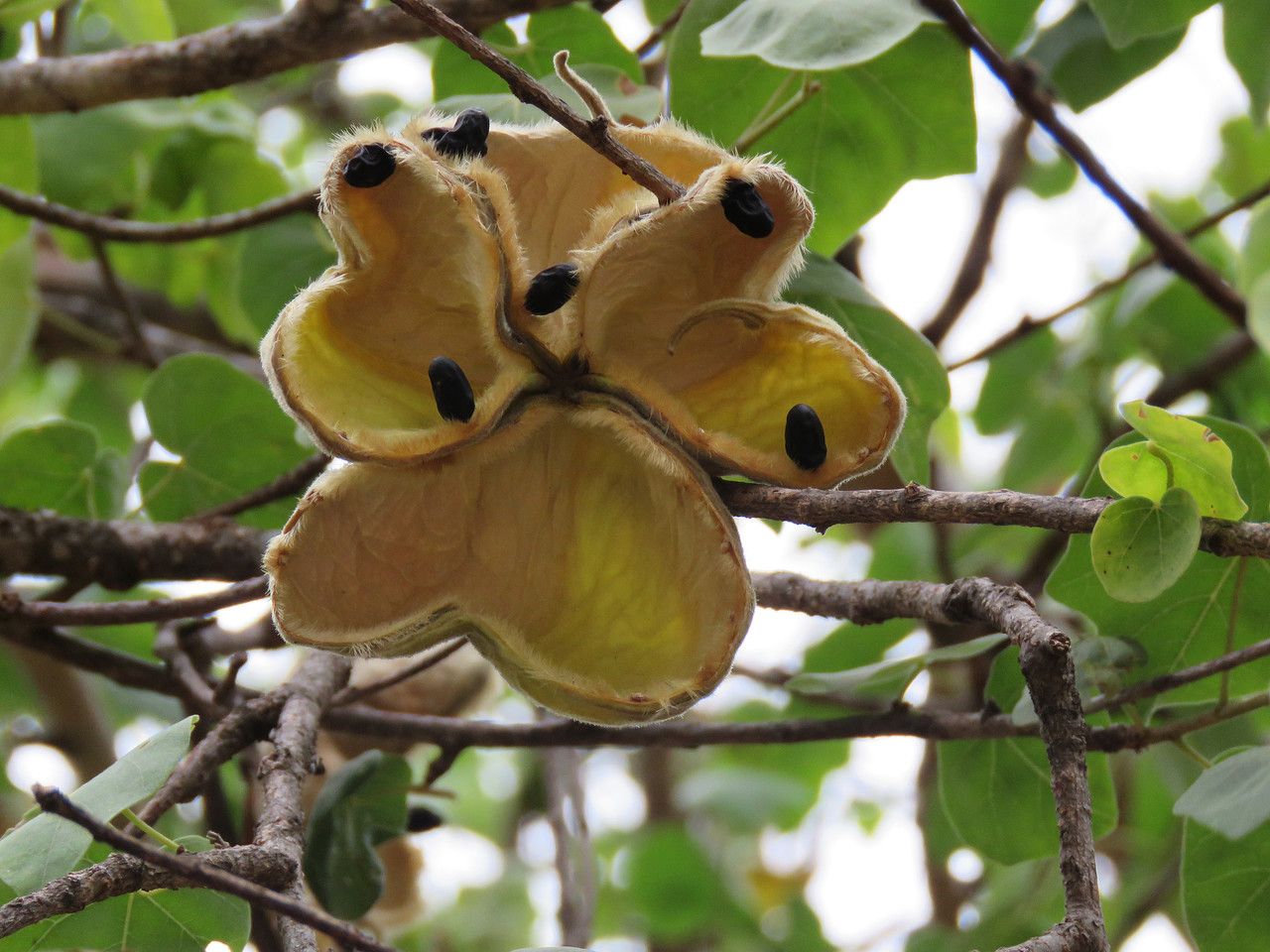 Sterculia rogersii fruit