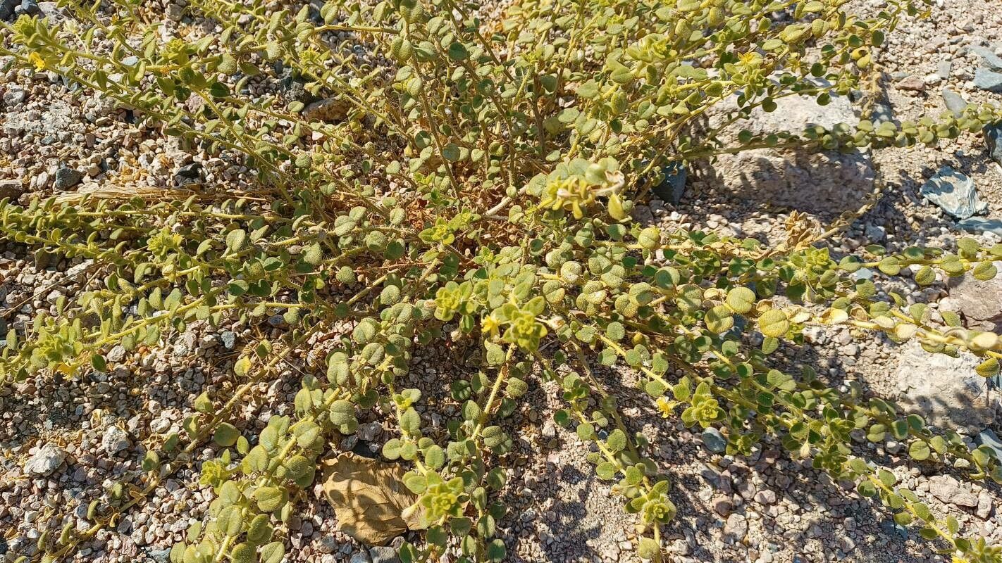 Cleome chrysantha — houseplant care guide