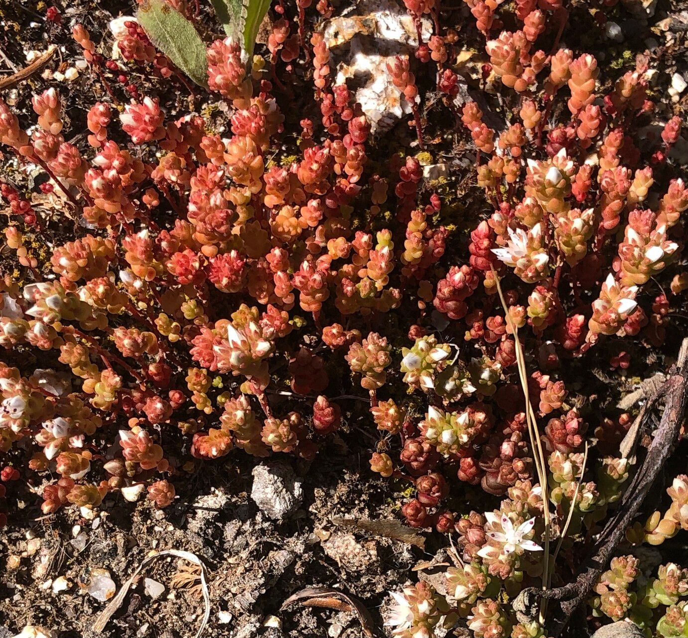 Sedum arenarium — houseplant care guide