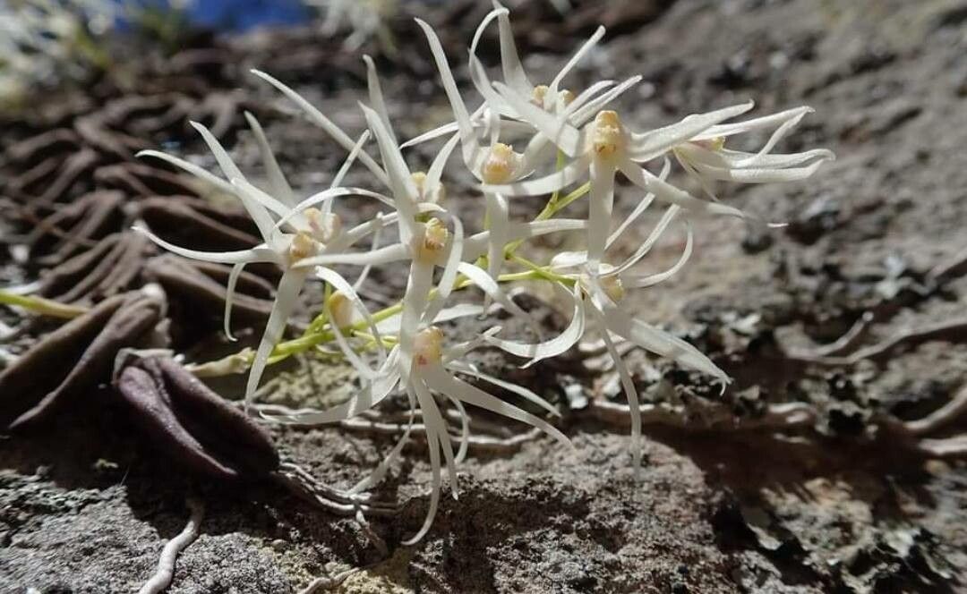 Dendrobium linguiforme flower