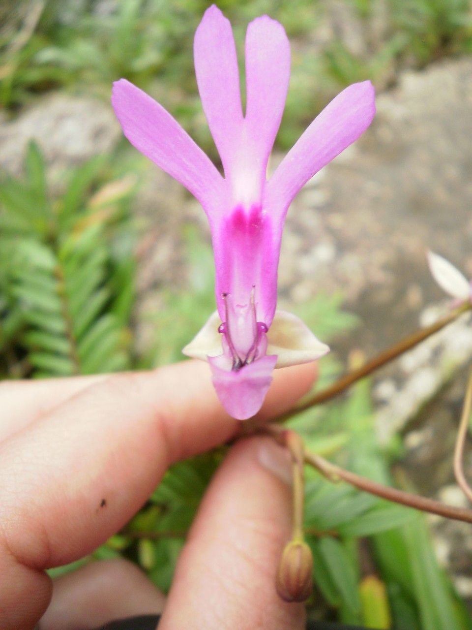 Cynorkis lowiana flower