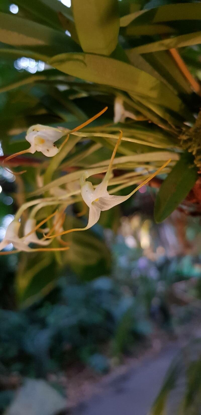 Masdevallia tonduzii flower