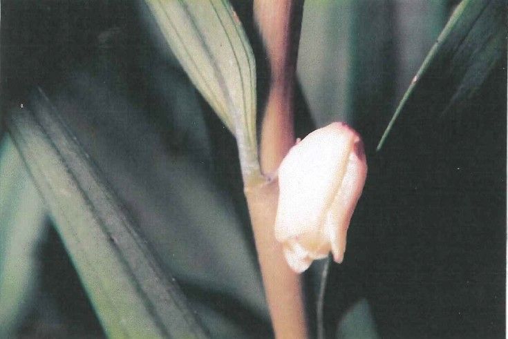 Dendrobium unicarinatum flower