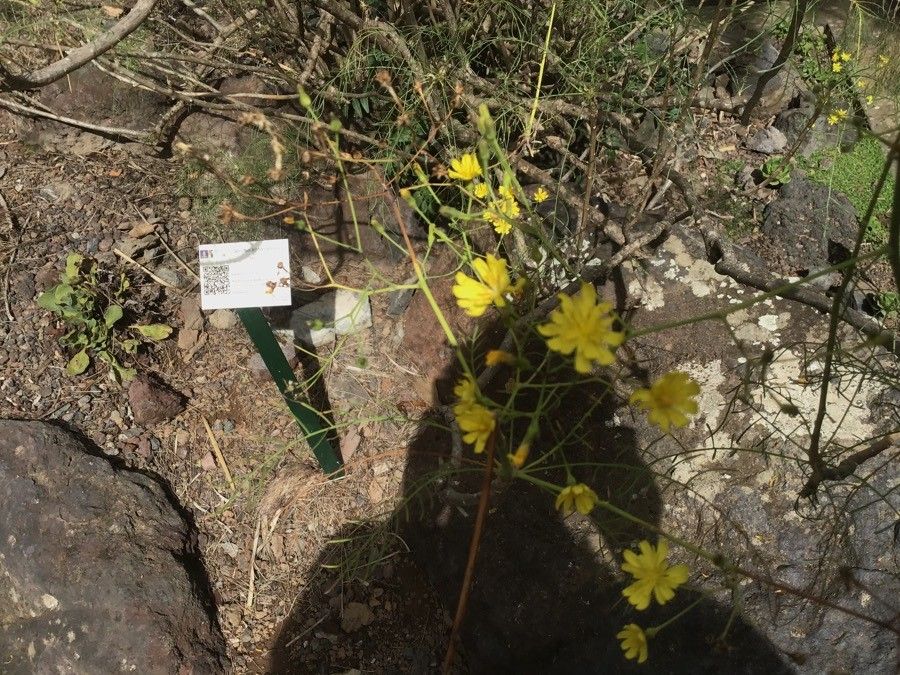 Sonchus leptocephalus flower