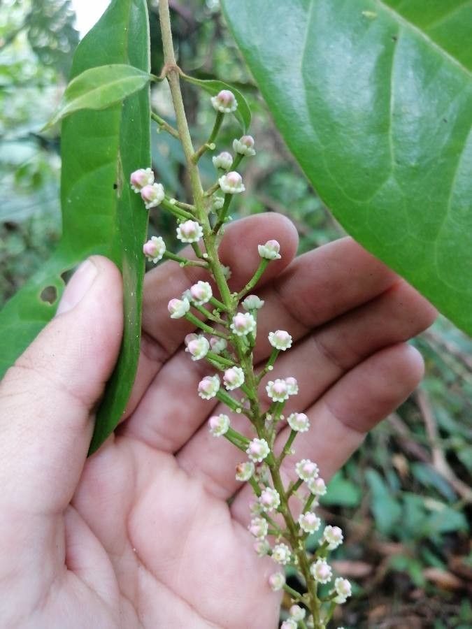 Lophanthera hammelii — related species from the same genus