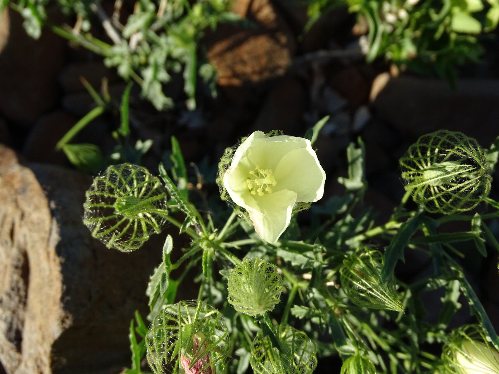 Pavonia clathrata flower