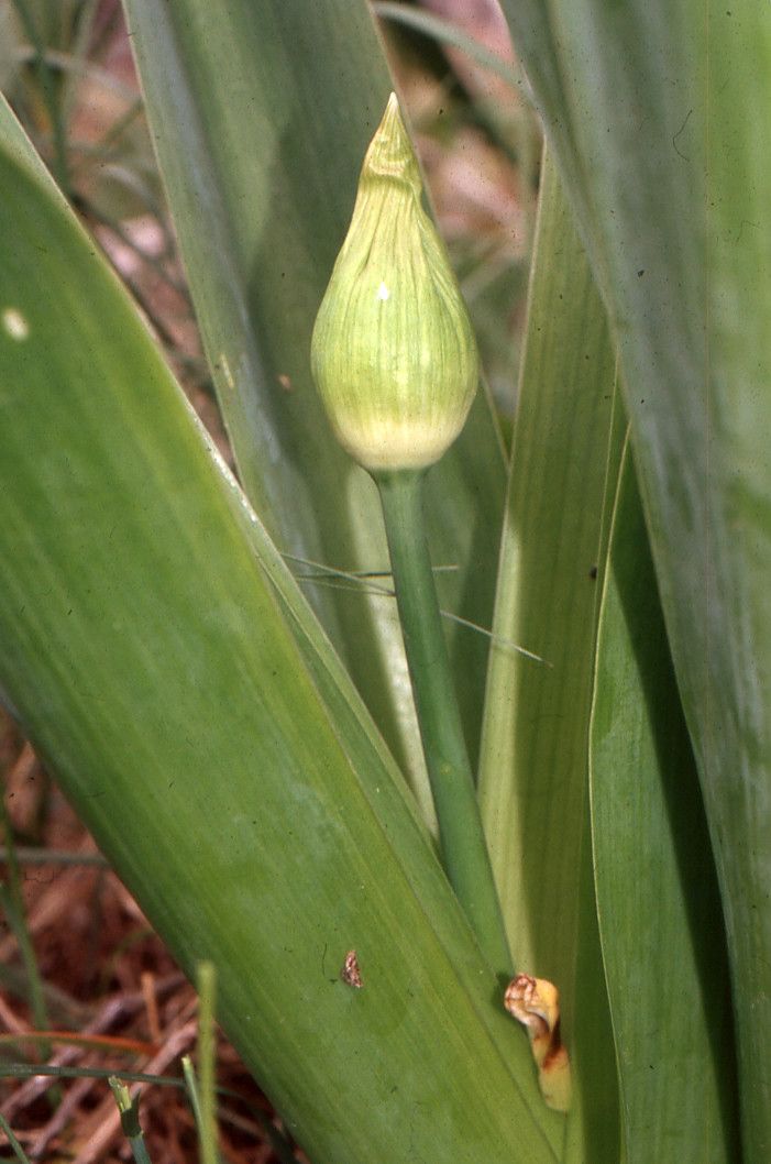 Allium nigrum leaf