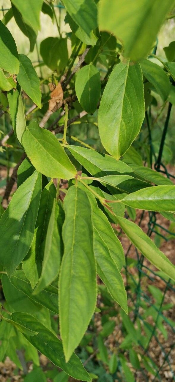 Rhamnus caroliniana leaf