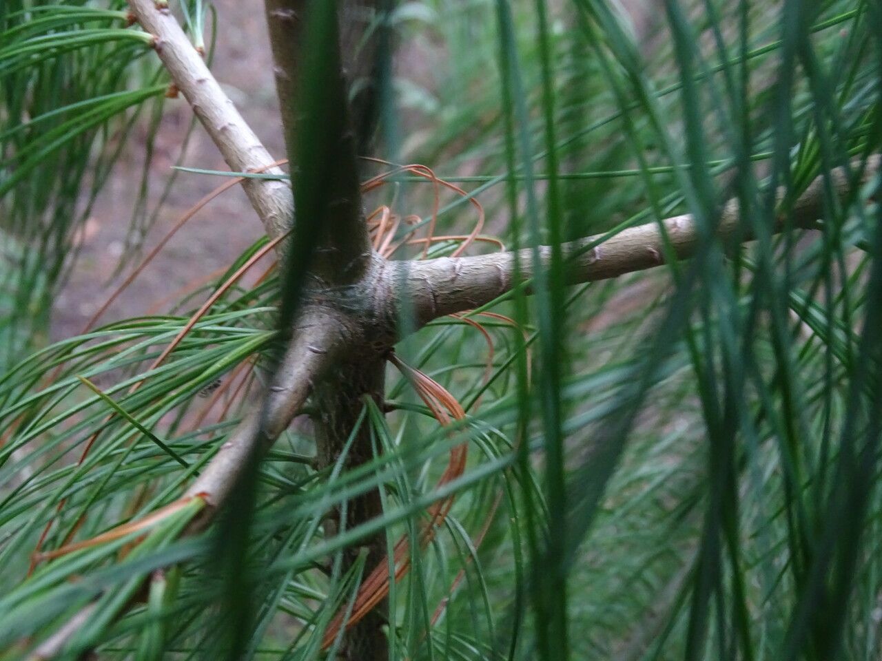 Pinus fenzeliana bark
