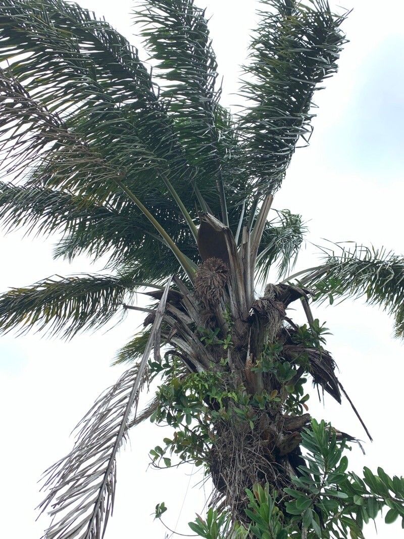 Attalea maripa — houseplant care guide