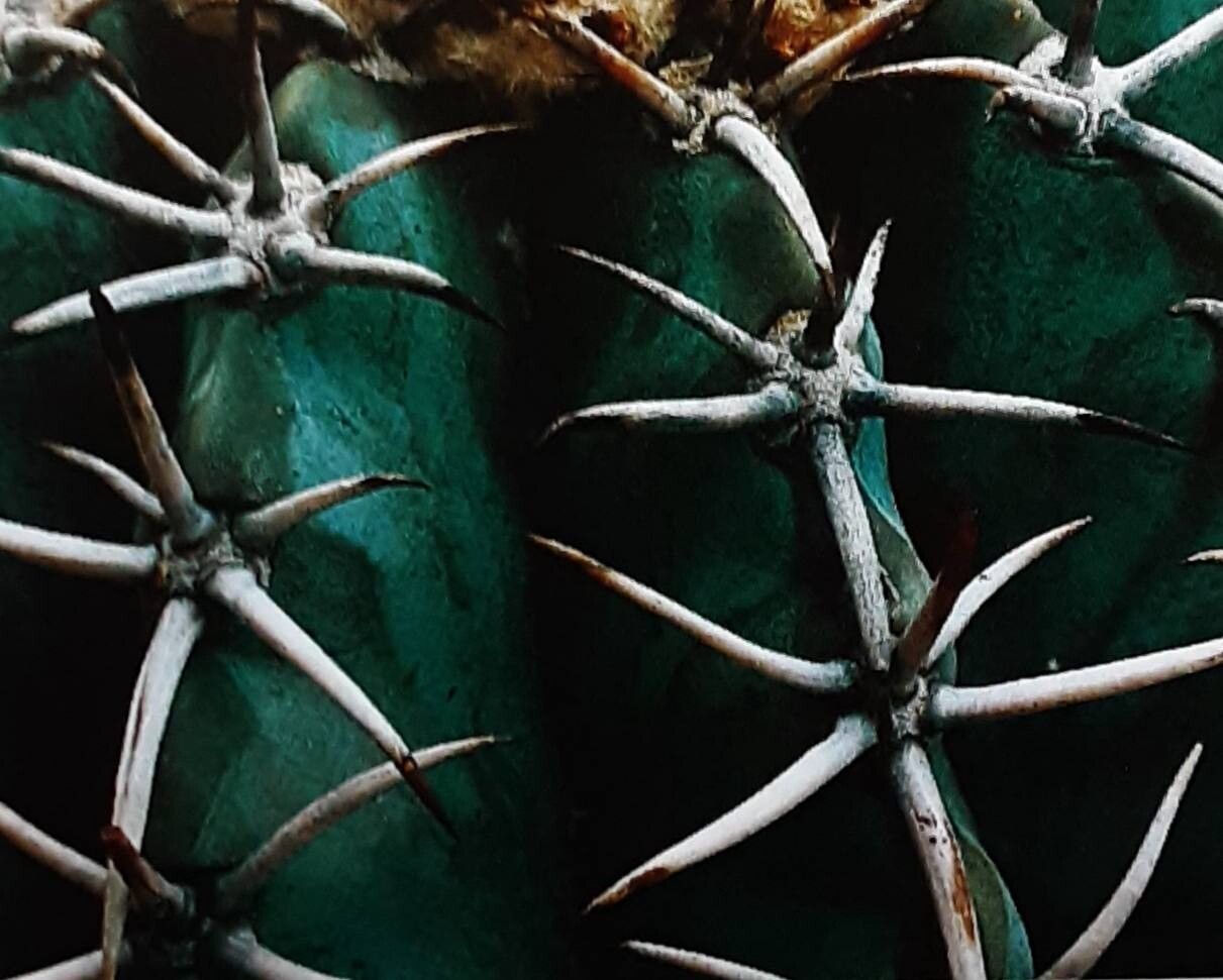 Melocactus glaucescens — houseplant care guide