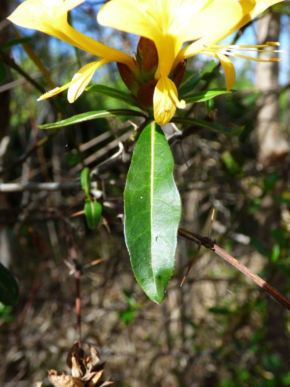 Barleria lupulina leaf