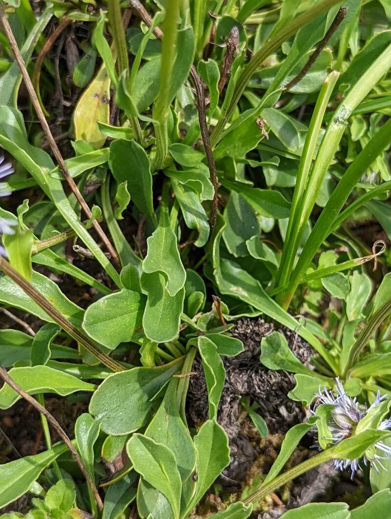 Globularia trichosantha — houseplant care guide