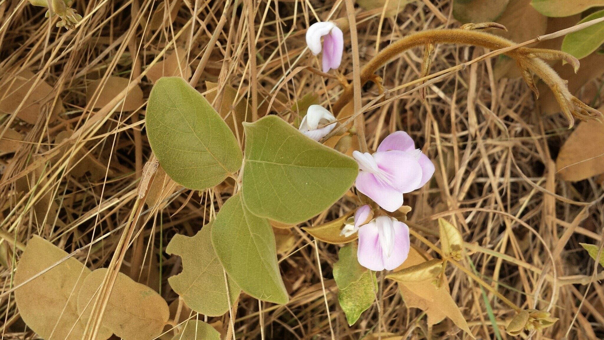 Canavalia madagascariensis — houseplant care guide