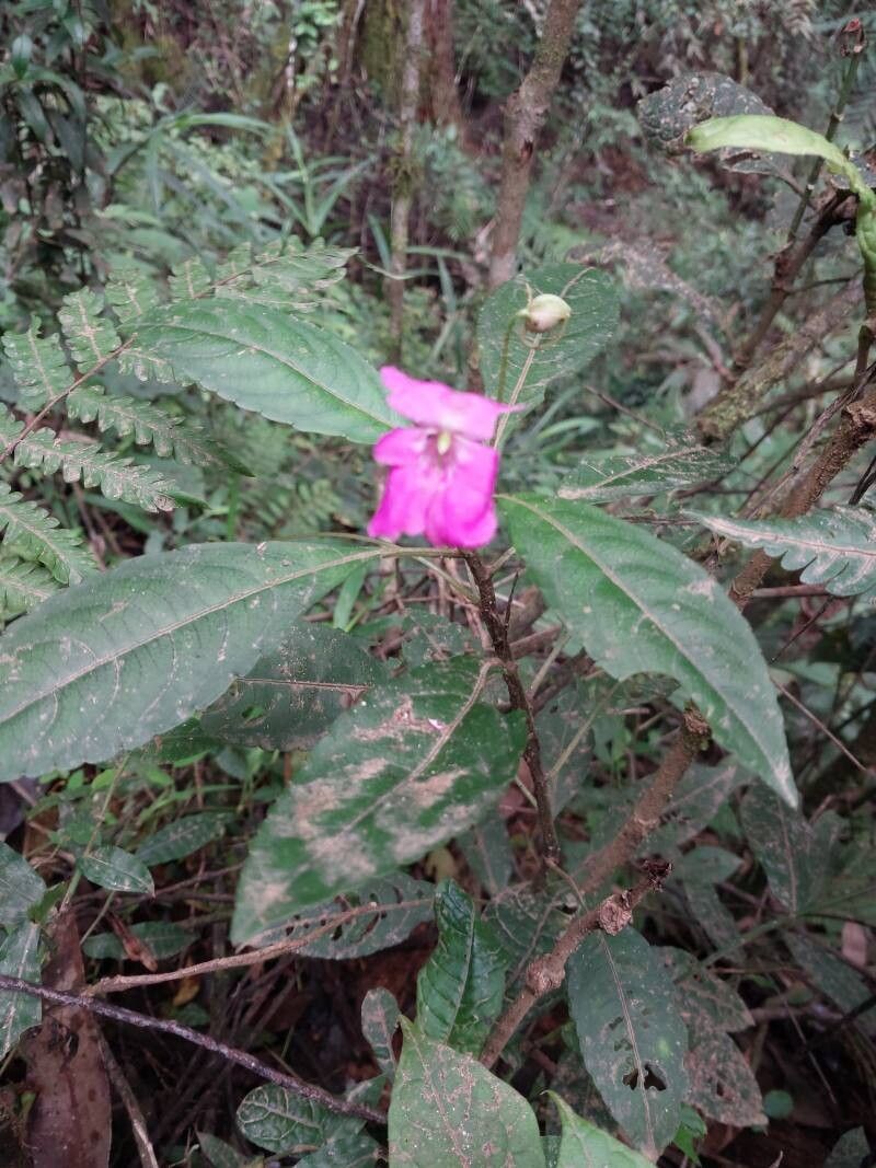 Impatiens firmula habit