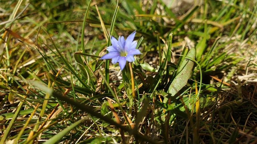 Gentiana zollingeri — houseplant care guide