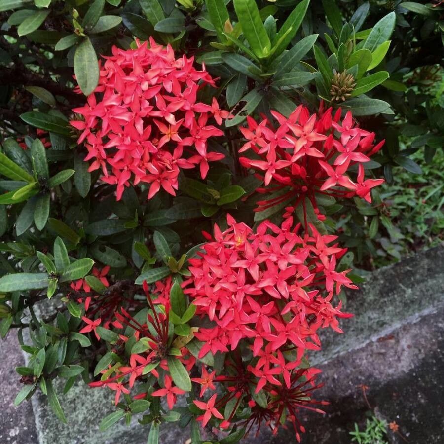 Ixora spp. flower