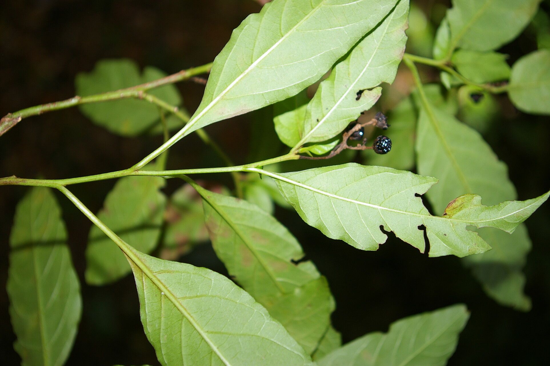 Pleuropetalum sprucei — related species from the same genus
