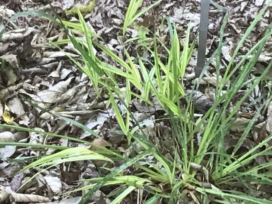 Hakonechloa macra leaf