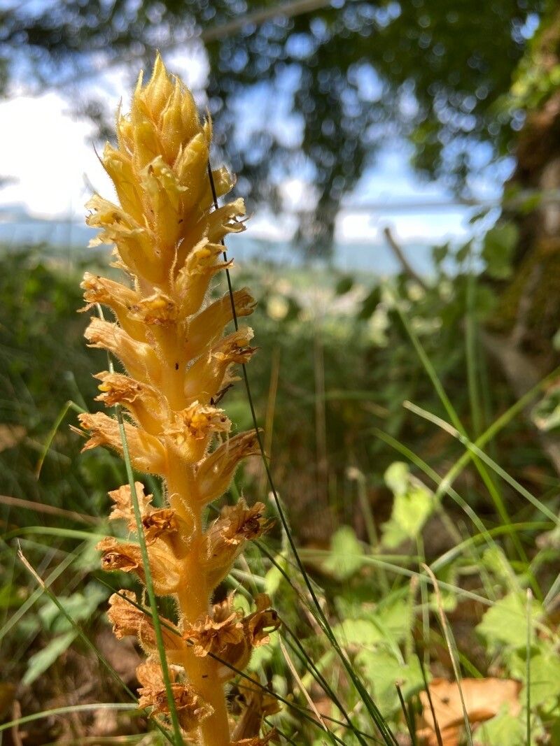 Orobanche alsatica leaf