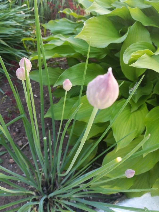 Calochortus uniflorus — search result for 'Calochortus'