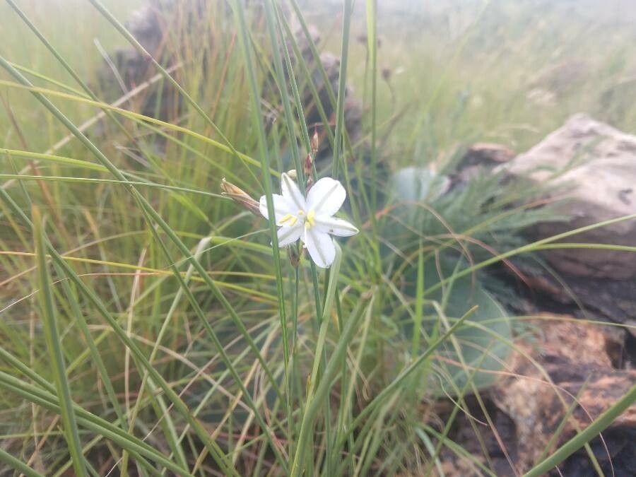 Aristea spiralis — search result for 'Aristea'