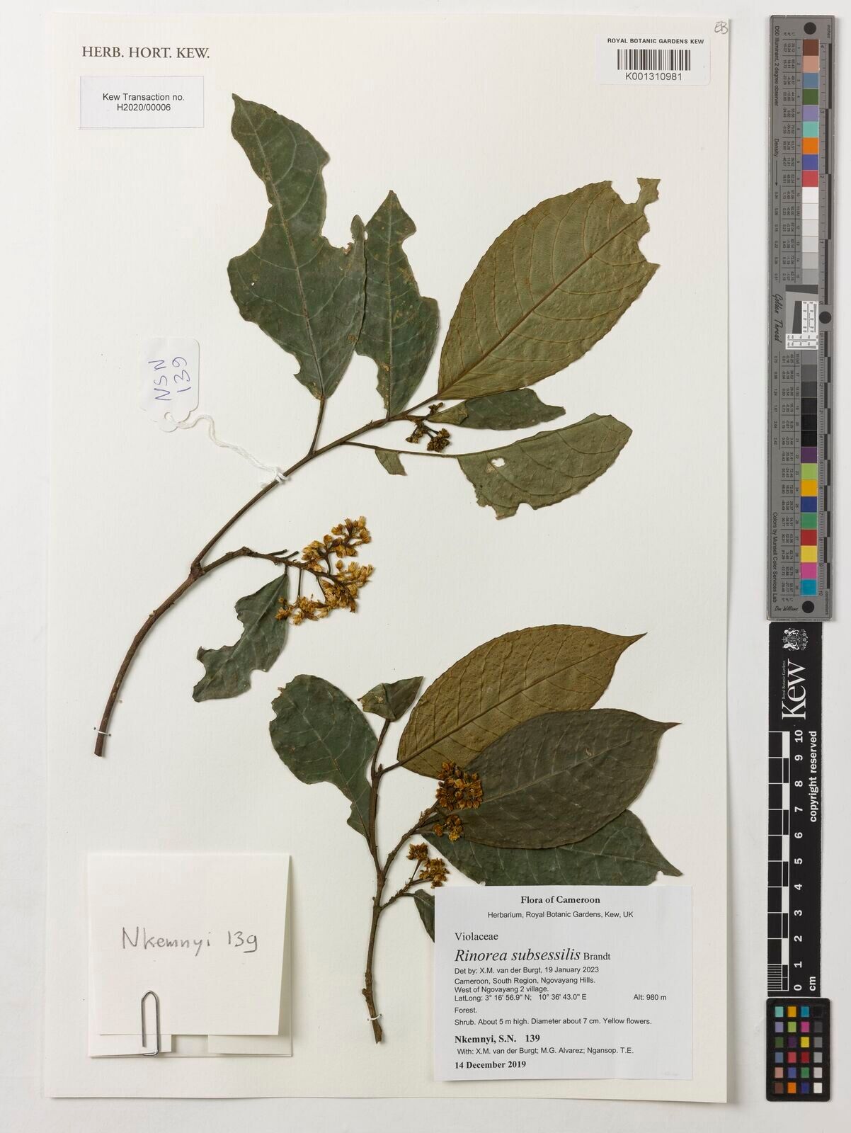 Rinorea subsessilis — houseplant care guide